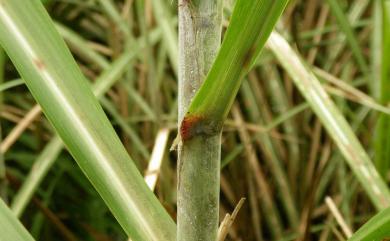 Miscanthus floridulus 五節芒