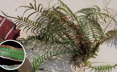 Pteris vittata L. 鱗蓋鳳尾蕨