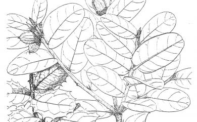 Quercus spinosa David 高山櫟