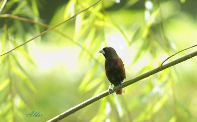 Lonchura atricapilla formosana (Swinhoe, 1865) 黑頭文鳥(台灣原生亞種)