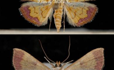 Isocentris filalis (Guenée, 1854) 黃翅長距野螟蛾