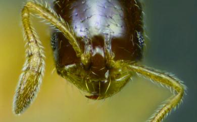 Monomorium floricola Jerdon, 1851 花居單家蟻