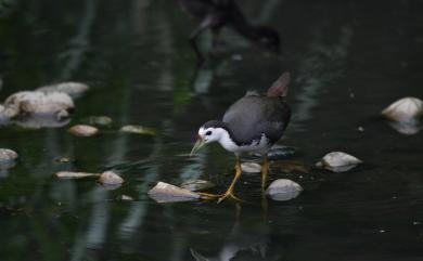 Amaurornis phoenicurus chinensis 白腹秧雞