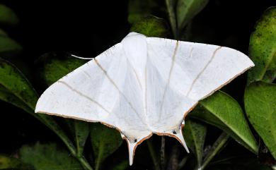 Ourapteryx clara formosana Matsumura, 1910 福爾摩沙尾尺蛾