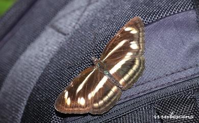 Neptis sylvana esakii Nomura, 1935 深山環蛺蝶