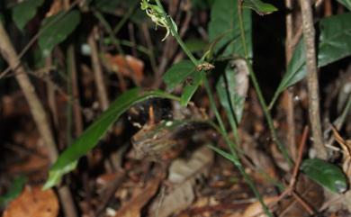 Platanthera stenoglossa 狹唇粉蝶蘭