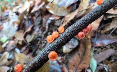 Microstoma floccosum 卷毛小口盤菌