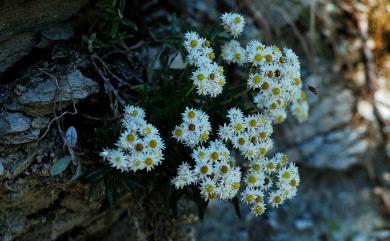 Anaphalis nepalensis (Spreng.) Hand.-Mazz. 尼泊爾籟簫