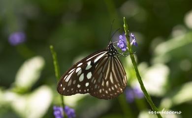 Ideopsis similis Linnaeus, 1758 旖斑蝶