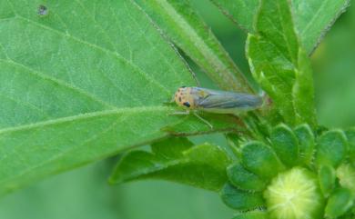 Kolla paulula (Walker, 1858) 白邊大葉蟬