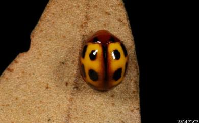 Halticorcus ornatipennis (Chen, 1933) 麗翅小瓢葉蚤