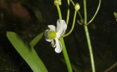 Sagittaria pygmaea Miq. 瓜皮草