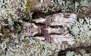 Metriaeschra apatela elegans Nakamura, 1973 幻心舟蛾