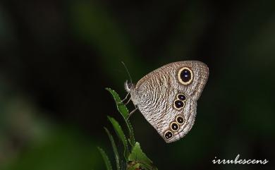 Ypthima atra taiwana Lamas, 2010 大波眼蝶