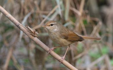 Horornis canturians canturians (Swinhoe, 1860) 遠東樹鶯(華中亞種)