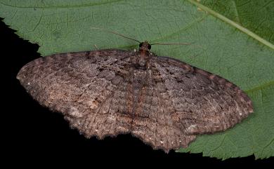 Telenomeuta punctimarginaria (Leech, 1891) 星緣扇尺蛾