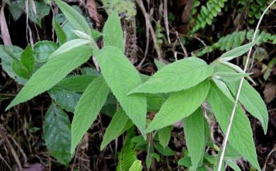 Callicarpa pilosissima Maxim. 細葉紫珠