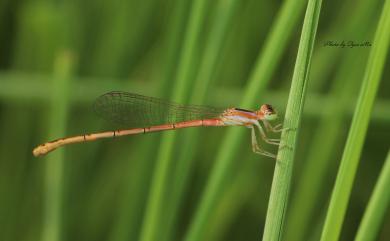 Agriocnemis pygmaea (Rambur, 1842) 橙尾細蟌