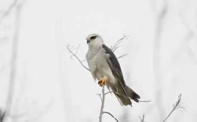 Elanus caeruleus vociferus 黑翅鳶