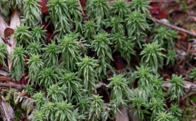 Sphagnum girgensohnii Russ.,1865 白齒泥炭苔