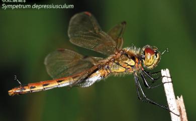 Sympetrum depressiusculum (Selys, 1841) 秋紅蜻蜓