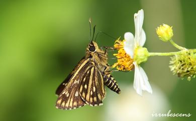 Praethoressa horishana (Matsumura, 1910) 臺灣脈弄蝶