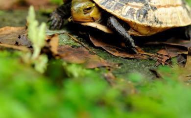 Cuora flavomarginata (Gray, 1863) 食蛇龜