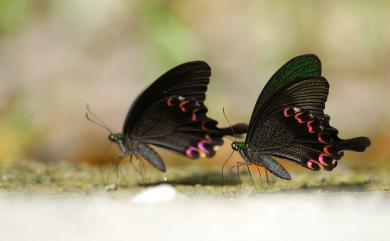 Papilio hermosanus Rebel, 1906 臺灣琉璃翠鳳蝶