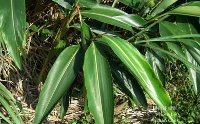 Alpinia zerumbet (Pers.) B.L.Burtt & R.M.Sm. 月桃