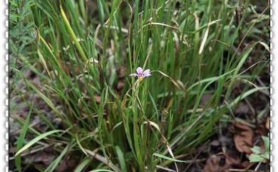 Sisyrinchium iridifolium 鳶尾葉庭菖蒲