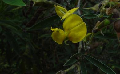 Cajanus cajan (L.) Huth 木豆