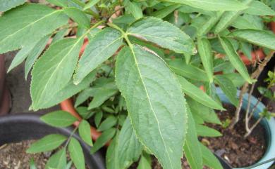 Sambucus chinensis 冇骨消