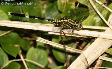 Orthetrum sabina sabina (Drury, 1770) 杜松蜻蜓