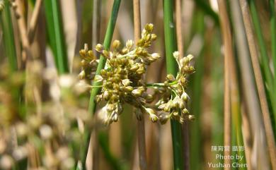 Juncus effusus var. decipiens Buchenau 燈心草