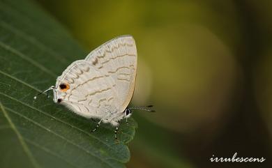 Leucantigius atayalicus (Shirôzu & Murayama, 1943) 瓏灰蝶