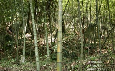 Phyllostachys makinoi Hayata 桂竹