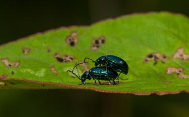 Altica birmanensis (Jacoby, 1896) 緬甸藍葉蚤