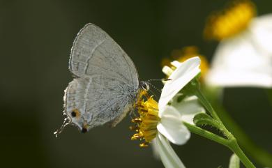 Satyrium austrinum (Murayama, 1943) 南方洒灰蝶