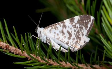 Ourapteryx ramosa (Wileman, 1910) 枝紋尾尺蛾