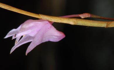 Dendrobium leptocladum Hayata 細莖石斛