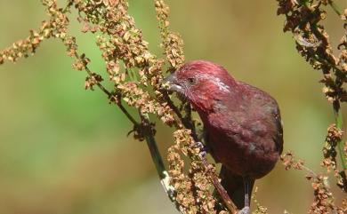 Carpodacus formosanus Ogilvie-Grant, 1911 臺灣朱雀