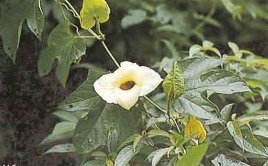 Momordica cochinchinensis (Lour.) Spreng. 木虌子
