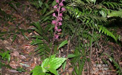 Liparis gigantea C.L.Tso 大花羊耳蒜