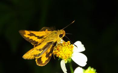 Potanthus pava (Fruhstorfer, 1911) 淡黃斑弄蝶