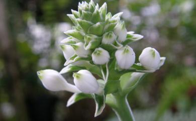 Calanthe triplicata (Willemet) Ames 白鶴蘭