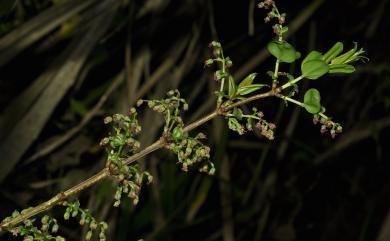 Coriaria japonica subsp. intermedia 臺灣馬桑