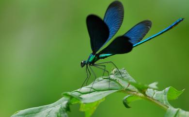 Matrona cyanoptera Hämäläinen & Yeh, 2000 白痣珈蟌