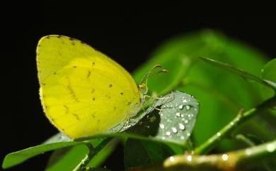 Eurema brigitta hainana (Moore, 1878) 星黃蝶