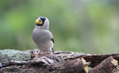 Eophona personata personata (Temminck & Schlegel, 1848) 桑鳲(中國亞種)