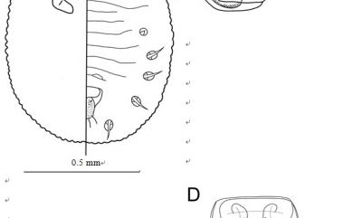 Aleurodicus machili Takahashi, 1931 樟盤粉蝨